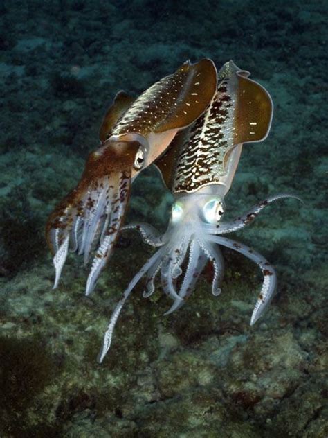 Caribbean Reef Squid Sepioteuthis Sepioidea Okyanus Yaratıkları