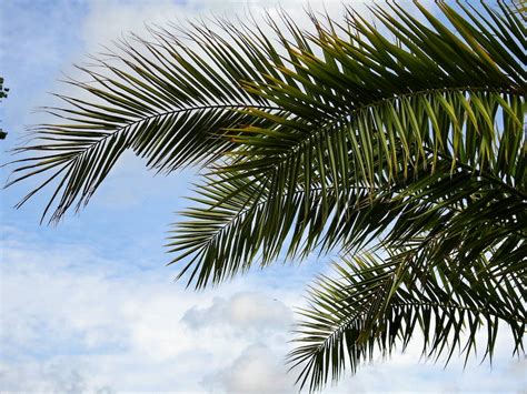 Green Palm Tree Under Blue Cloudy Sky During Daytime · Free Stock Photo