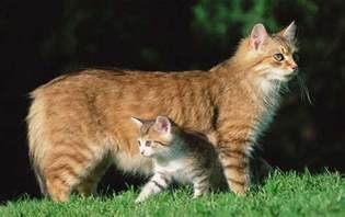 Manx Cat Breed History Personality And Behavior Cats In Care