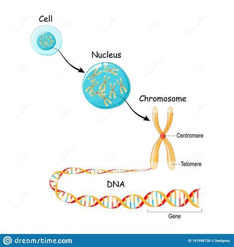 Von Gen Zu DNA Und Chromosom In Zellstruktur Genomsequenz Vektor Abbildung - Illustration von ...
