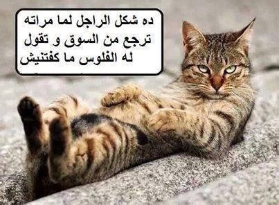 شلة دخلت على المطعم تزغرد ليش؟. صور طريفة ومضحكة , بوستات كوميدية جدا رسائل حب