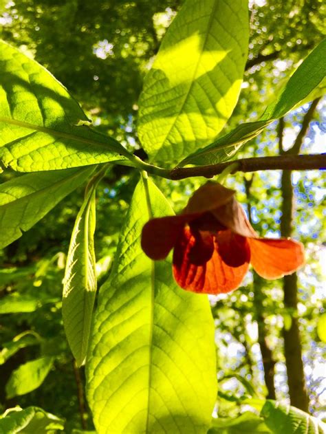 Paw Paw Tree Bloom 🌱 Paw Paw Tree Plant Leaves Tree Forest