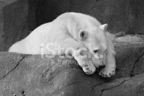 Sad Polar Bear Stock Photos