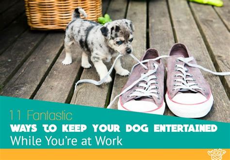 11 Fantastic Ways To Keep Your Dog Entertained While You Are At Work