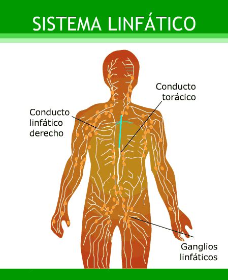 El Cuerpo Humano Sistema Linfatico
