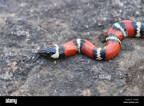 California Mountain Kingsnake Lampropeltis Zonata Or Coast Mountain