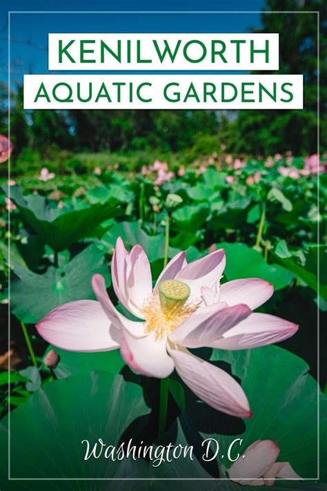 Lotus Bloom At Kenilworth Aquatic Gardens In Washington Dc Kenilworth