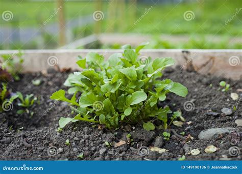 Arugula Rocket Salad Lettuce Leaves Growing In The Vegetable Garden