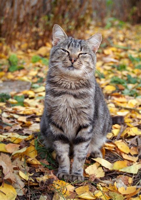 Beautiful Grey Tabby Cat Sitting On Autumn Leaves Stock Photo Image