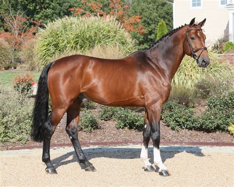 The kwpn (royal dutch sport horse) is a organization specializing in the breeding of jumpers, dressage horses, harness horses. Warmblood kwpn - 15 free HQ online Puzzle Games on ...