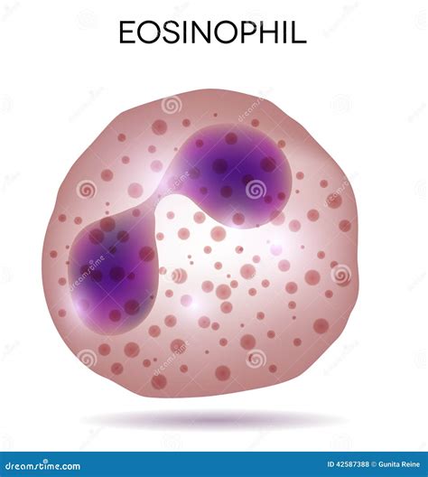 Blood Cell Eosinophil Stock Vector Illustration Of Flow 42587388