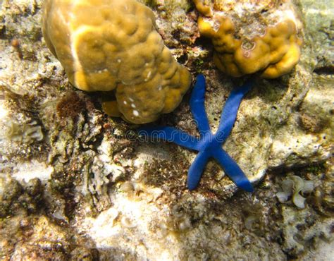 Blue Starfish Stock Image Image Of Animal Marine Ocean 25426073