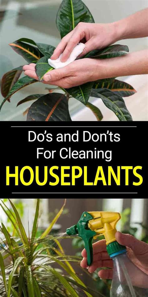 Cleaning Plant Leaves And Grooming Houseplants Can Be Time Consuming