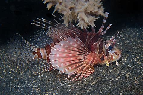 Juvenile Lionfish Resting Under Hard Corals Lembeh Strait Flickr
