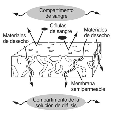 Sección De Una Membrana Semipermeable Que Se Puede Utilizar En Un