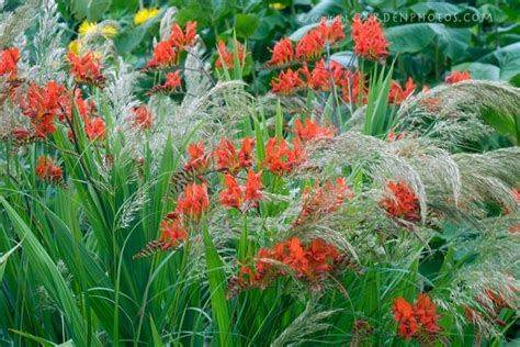 Red Crocosmia Summer Bulb And Ornamental Grass Plant And Flower Stock