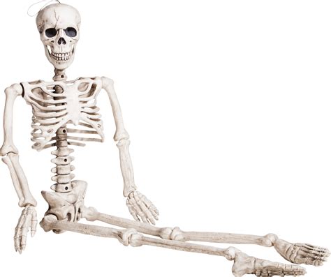 Skeleton Png Transparent Skeleton Png Images Pluspng Kulturaupice