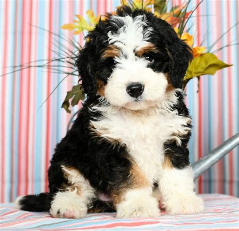 Cuddly Minibernedoodle Bernedoodle Puppy Cute Dog Pictures Puppies