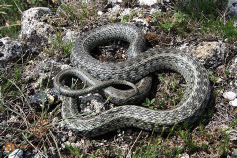 Suggest as a translation of ringelnatter. Bestellen - Ringelnatter (Natrix natrix) in freier ...