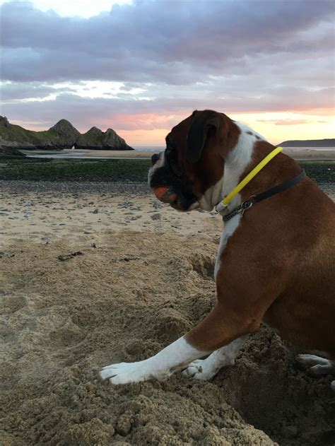 Boxer Dog Ike Playing In The Sand As Sun Sets Over Three Cliffs Hunde