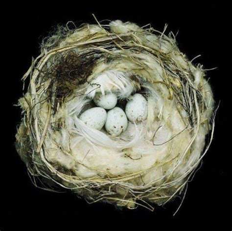Fifty Nests And The Birds That Built Them Brain Pickings Birds Nest