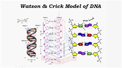 Pgc Lectures Watson And Crick Model Of Dna Youtube Dna Model Dna Model