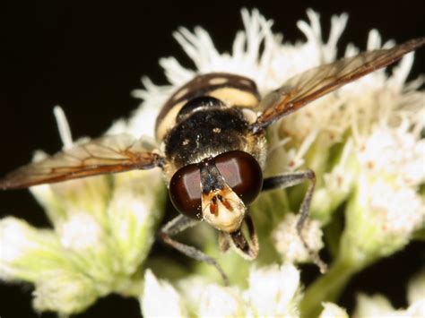 syrphid fly sericomyia lata north american insects and spiders
