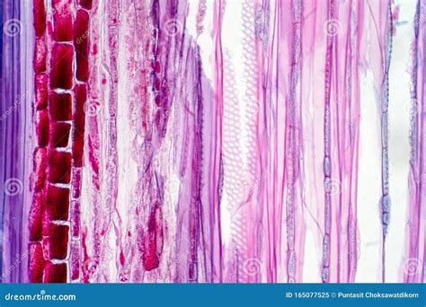 Plant Vascular Tissue Under The Microscope View Stock Image Image Of