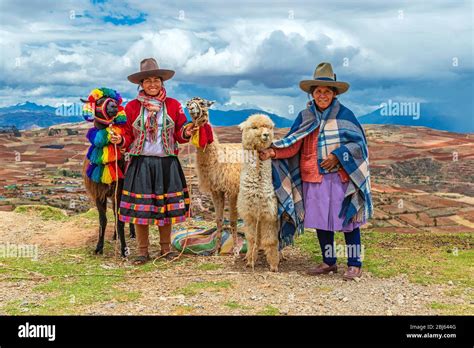 Quechua Indigenous Women In Traditional Clothing With Two Llama And One