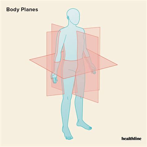 The 3 Anatomical Body Planes And The Movements In Each Body Sagittal