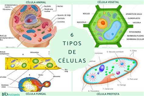K Zvet T T Undor T Cuales Son Las Caracteristicas De La Celula