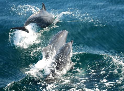 Dolphin2 Sea Grant In The Gulf Of Mexico