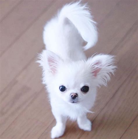 Pure White Chihuahua For Sale Pets Lovers