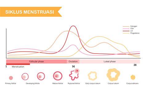 Begini Proses Menstruasi Setiap Bulannya