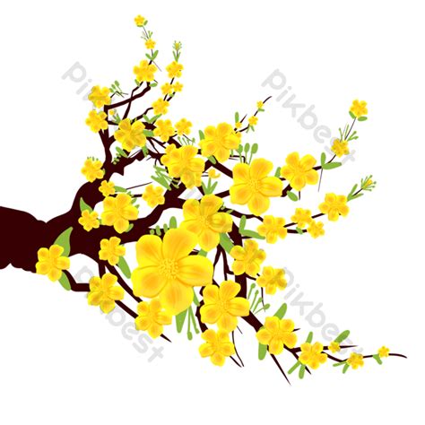 Vietnamese New Year Yellow Apricot Flower Drawing Png Images Psd Free