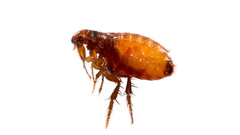How to control fleas | Yates