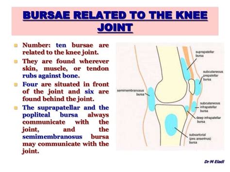 Anatomy Of The Knee Joint
