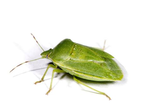 Check spelling or type a new query. Green Stink Bug: Interesting Facts, Damage & How to Get ...