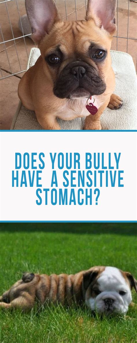 What makes the best dog food for bulldogs? 5 Useful Tips and the Best Dog Food for a Sensitive ...