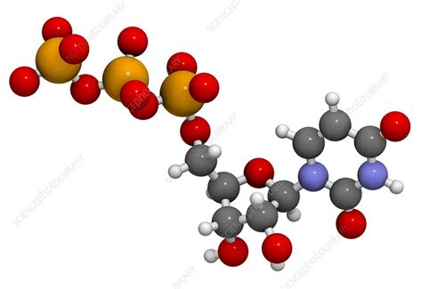 Uridine Triphosphate Nucleotide Molecule Stock Image F