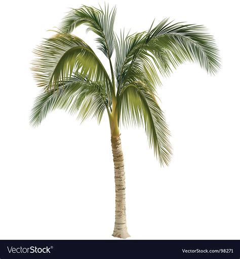 Download and print these palm tree pictures free coloring pages for free. Palm tree Royalty Free Vector Image - VectorStock