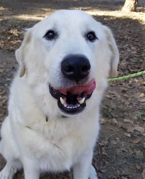 Home - Carolina Great Pyrenees Rescue