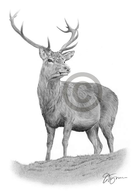 Red Deer Pencil Graphite Print A4 A3 Signed By Uk Artist Drawing