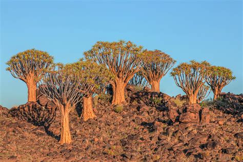 Quiver Tree Forest Namibia Photograph By Joana Kruse