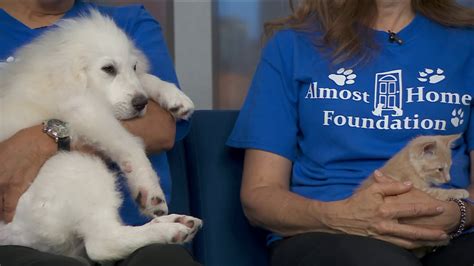 Adopt A Pet Almost Home Foundation Wgn Tv