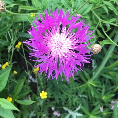 Plant bachelor button flowers in borders, rock gardens and sunny areas where they can spread and naturalize. Bachelors Button | Bachelor buttons, Flowers, Plants