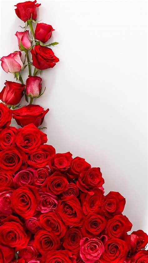 1080p Free Download Red Rose Flowers Siempre Heart Love Love