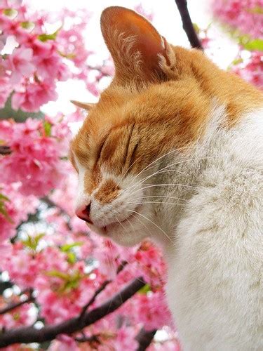 Sakura Cat Sleepy This Is One Of The Last In This Series Flickr