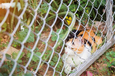 Katzen freuen sich darüber, wenn sie nach draußen dürfen und dort die gegend erkunden können. Den Garten katzensicher machen - Katzenhaltung | zooplus.ch
