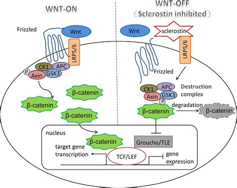 Sclerostin An Inhibitor Of Canonical Wnt Signaling Pathway